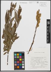 Foto von Salix phylicifolia L. x Salix viminalis L.